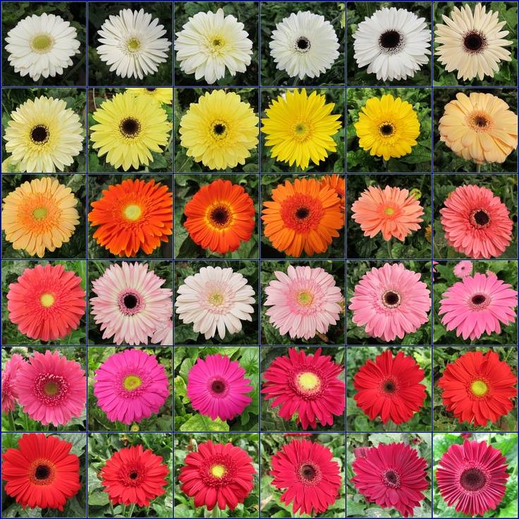 Комнатные цветы герберы: уход, размножение и лечение в домашних условиях (+фото)