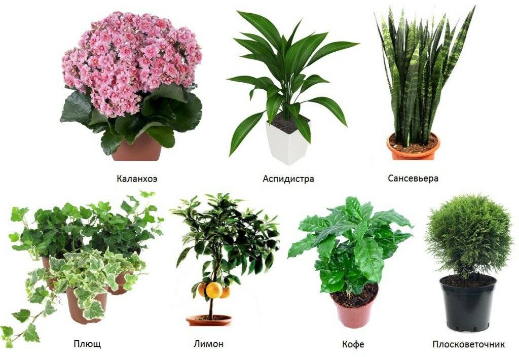 Почвопокровные растения: выбор, описание и фото на supersadovnik.ru
