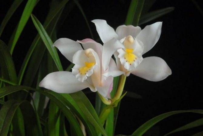 Орхидея «цимбидиум»: фото, уход в домашних условиях