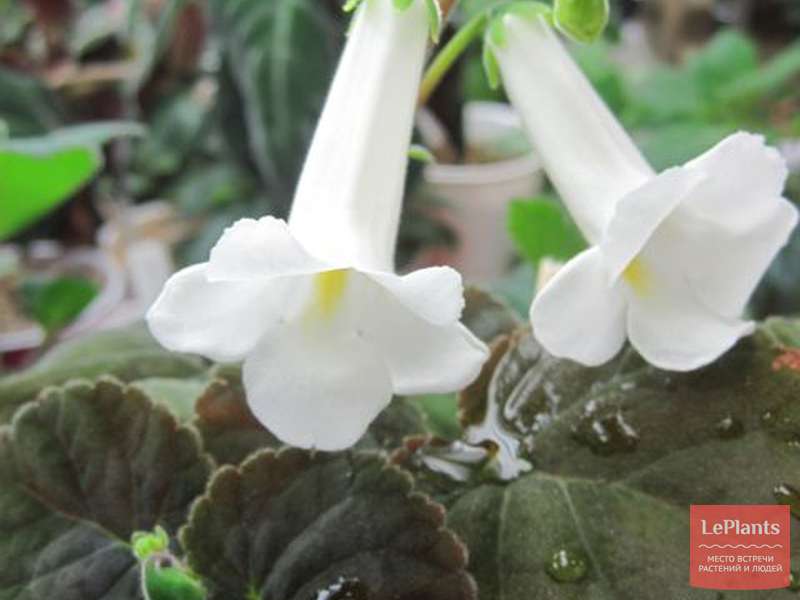 Смитианта цветок: советы по выращиванию в саду