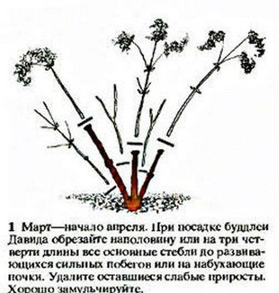 Цветок обриета – посадка и уход в открытом грунте. выращивание обриеты из семян, способы размножения. описание, виды. фото