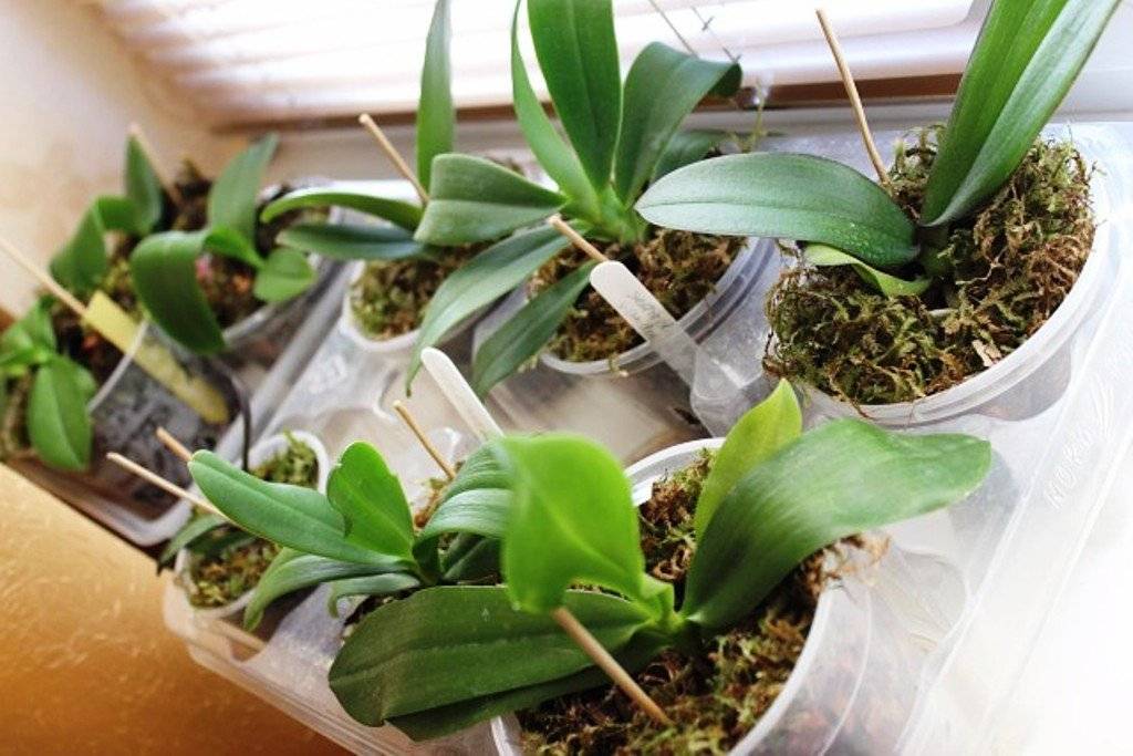 Выращиваем экзотический цветок на подоконнике — уход за орхидеей в домашних условиях