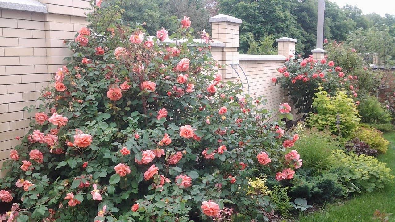 Описание плетистого сорта розы али баба: что это за ремонтантный вид, особенности