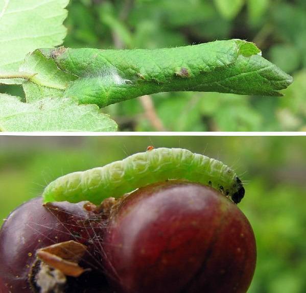 Гусеницы на крыжовнике объели листья, как бороться - препараты и народные средства