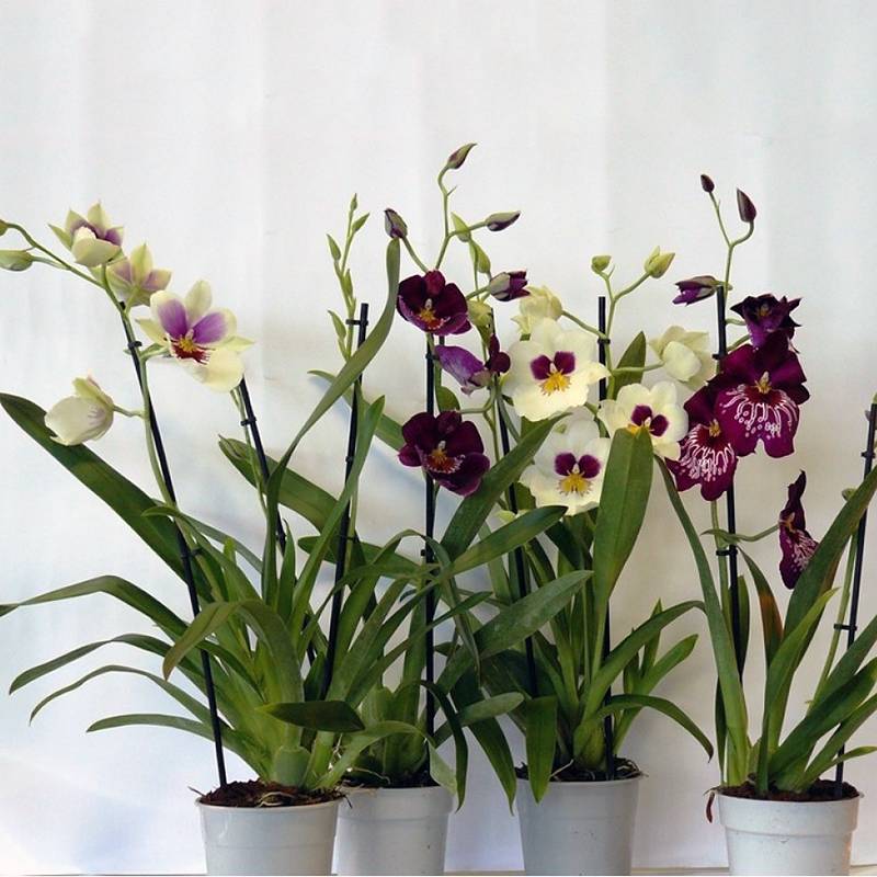 Красавица мильтония: какой уход требуется этой орхидее? выращивание цветка в домашних условиях