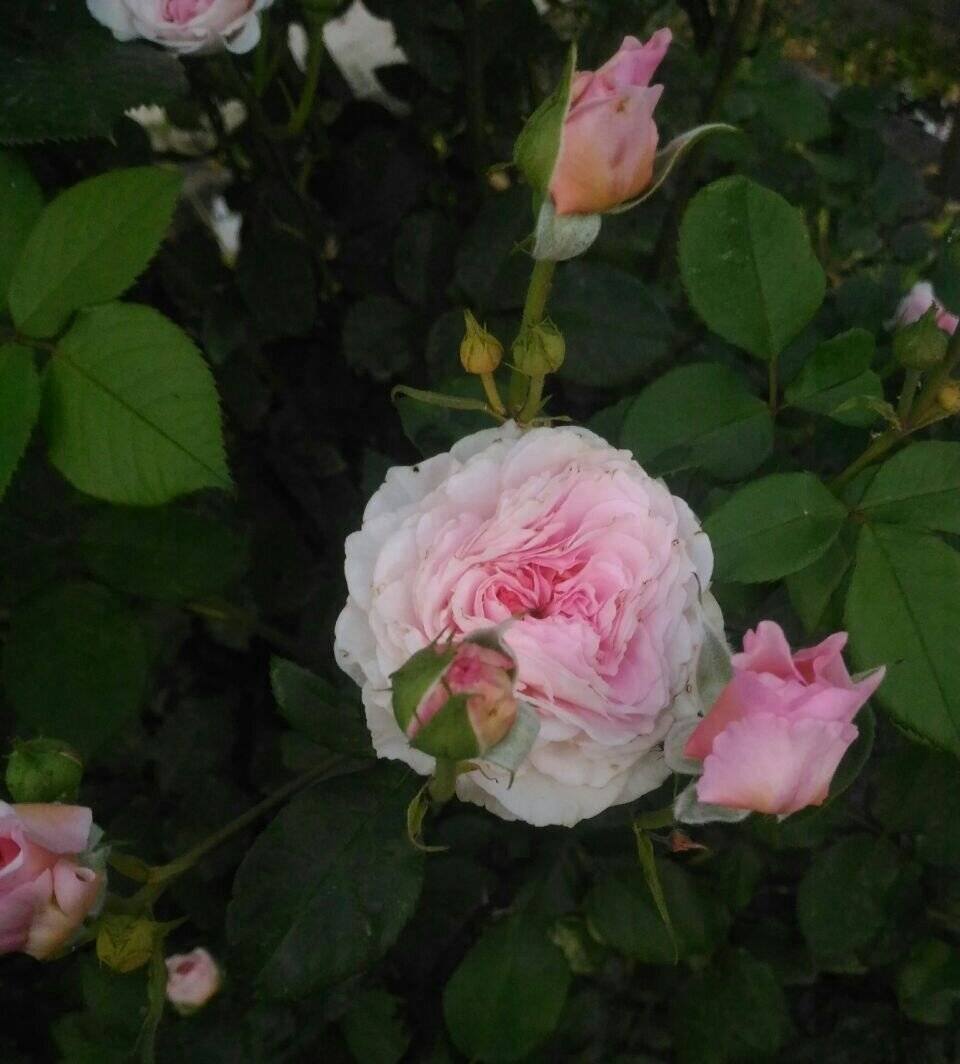 Розы дэвида остина: лучшие сорта, уход и описание