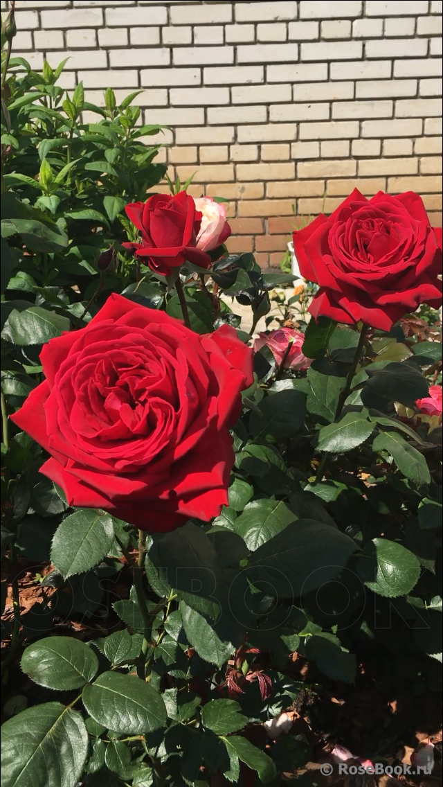 Роза чг супер гранд аморе, grande amore - описание сорта, отзывы, фото