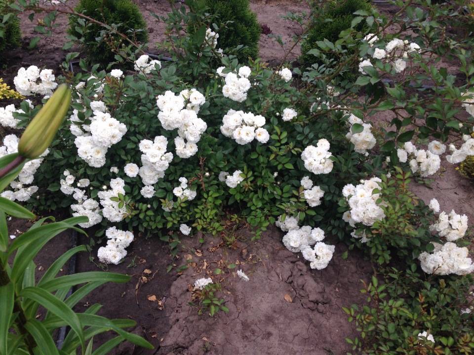 ✅ роза скарлет почвопокровная фото и описание - питомник46.рф