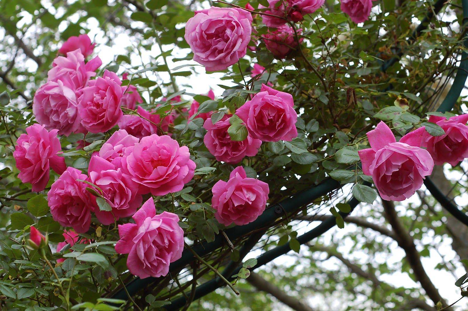Сорта плетистых роз "клаймбер" (описание сорта, отзывы, уход, посадка, фото)