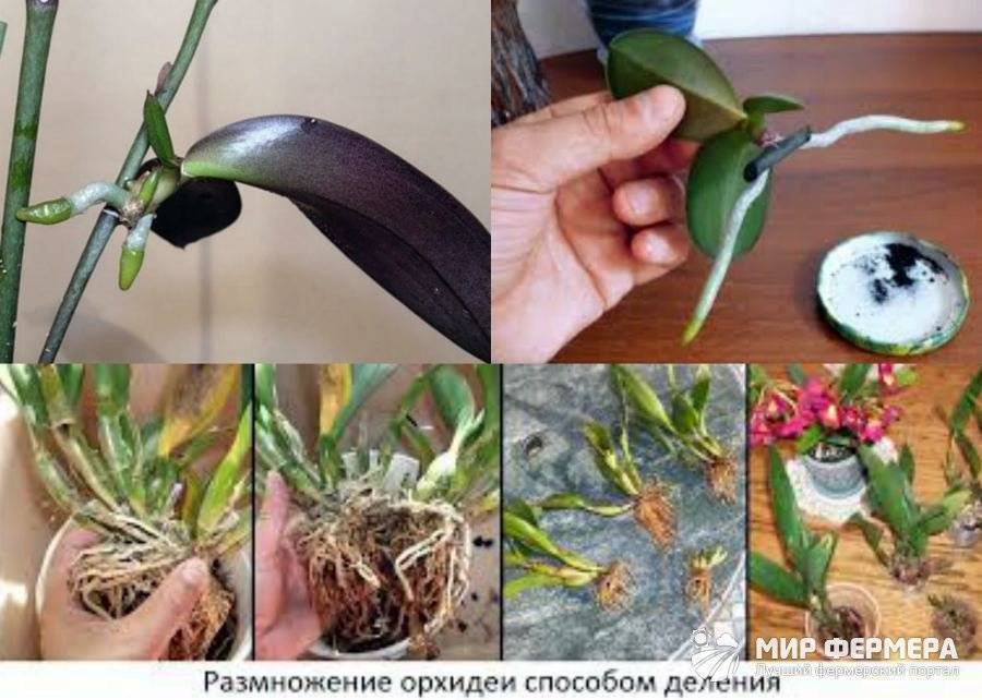 Размножение орхидеи selo.guru — интернет портал о сельском хозяйстве