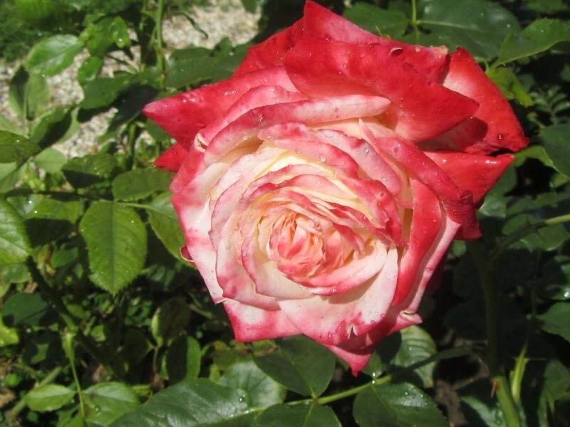 Роза императрица фарах: описание чайно-гибридного сортаэнциклопедия роз — сорта, описание и фото