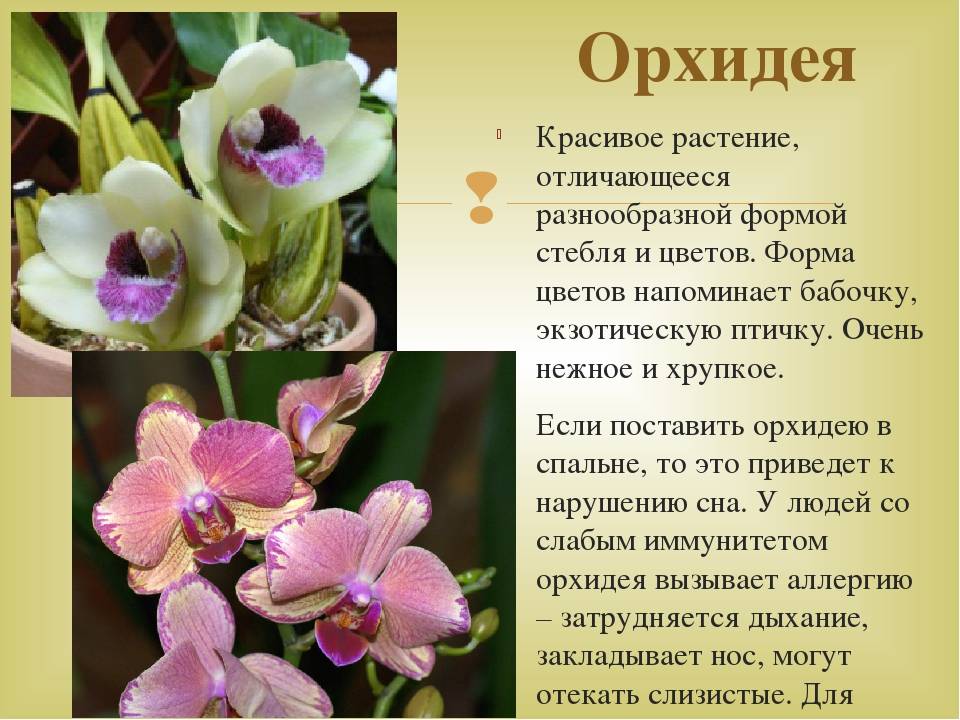 Орхидея балерина и фото необычных, редких экзотических видов цветов: дракула, морковка, обезьянки, призрак, спящий младенец, как цветут и уход в домашних условиях