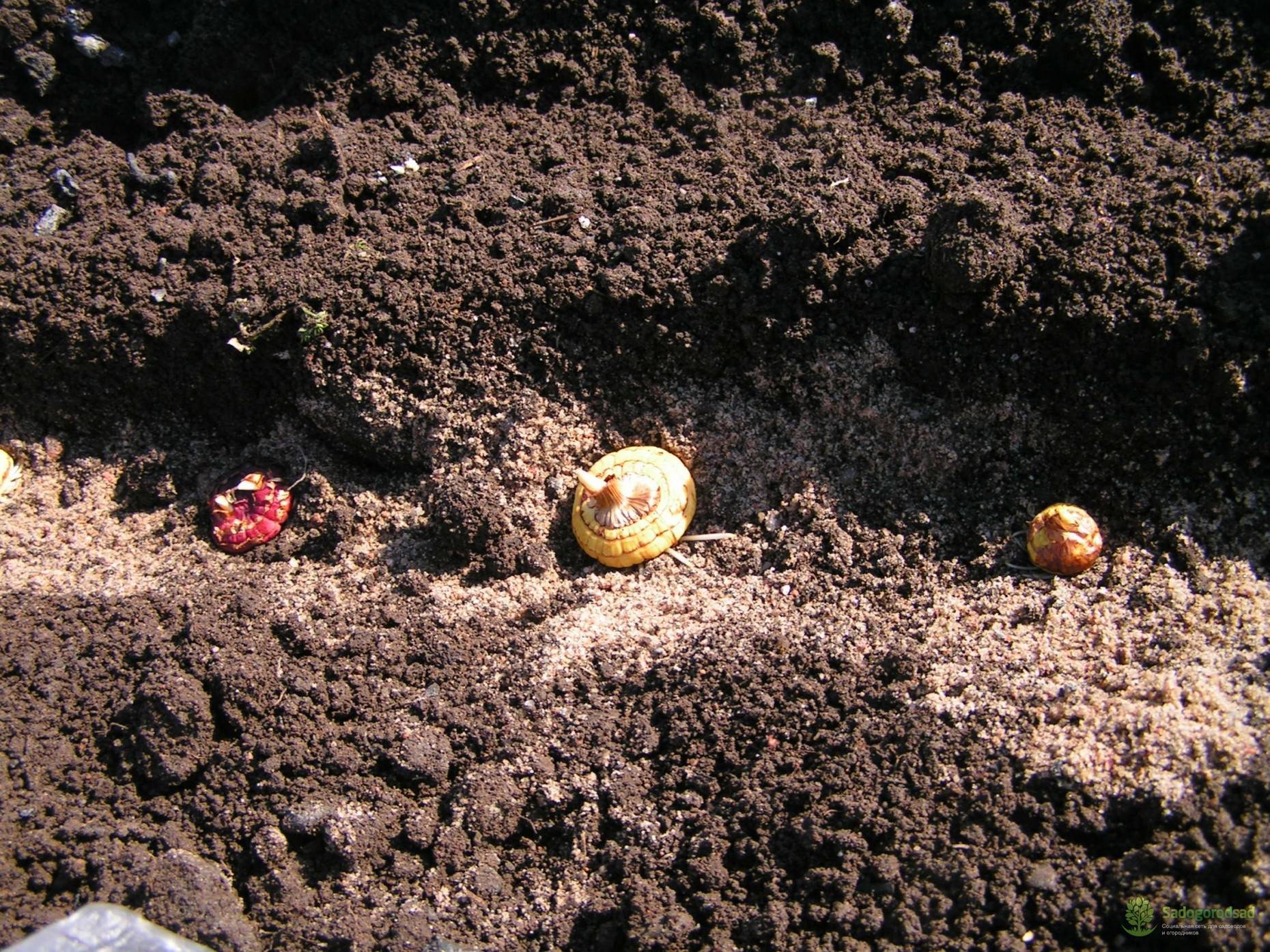 Когда высаживают гладиолусы в грунт, как за ними ухаживать?