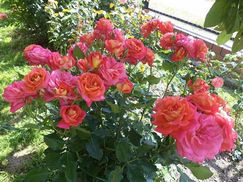 Роза мидсаммер: описание растения, отличие от остальных видов, а также рекомендации по уходу и фото цветкадача эксперт