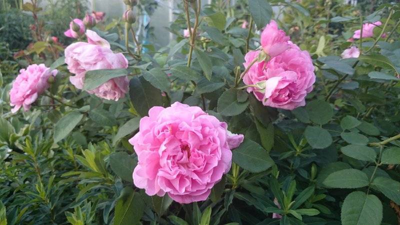 Характеристики английской сортовой розы мэри роуз: когда высаживать, как ухаживать