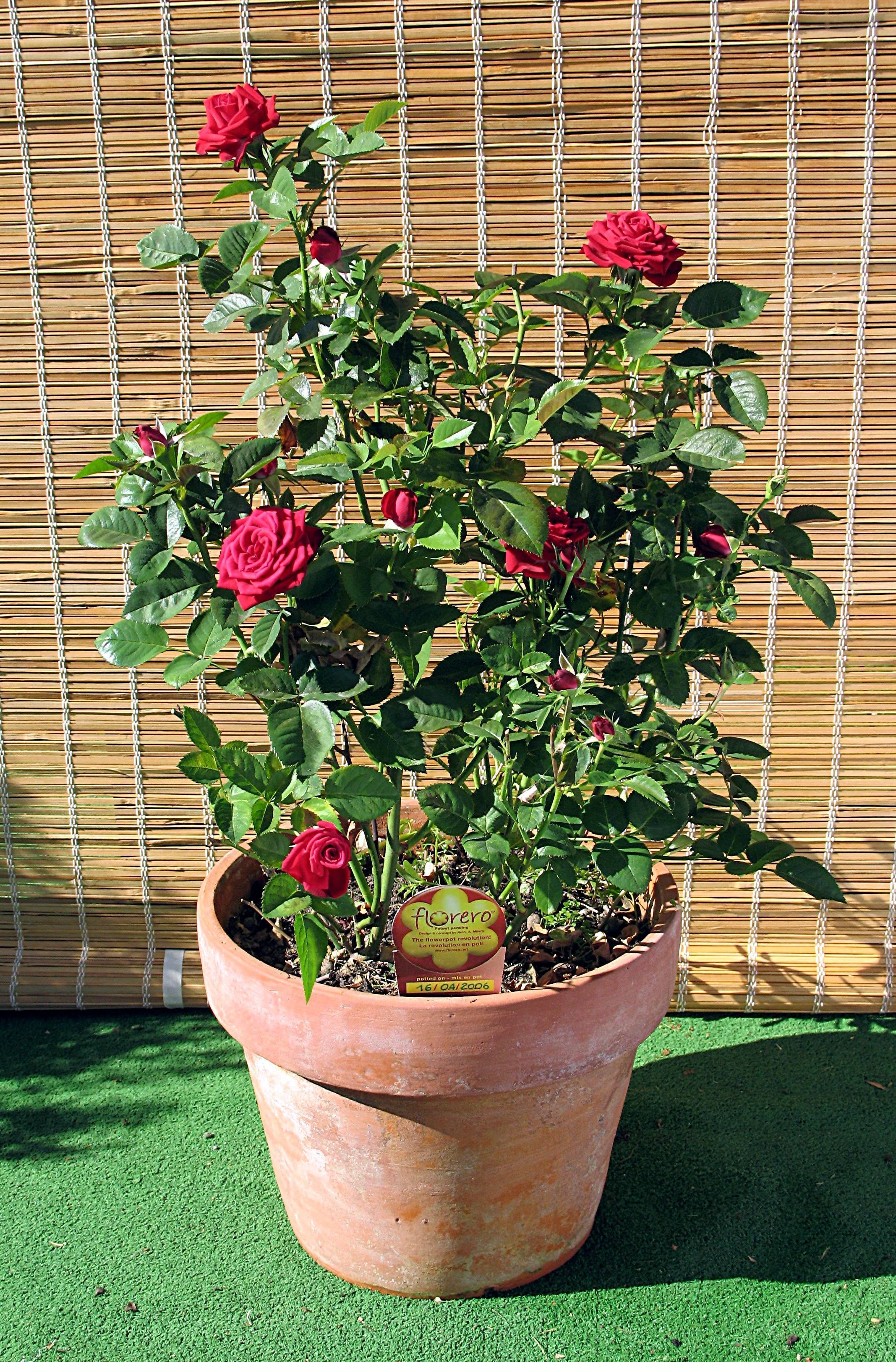 Цветочное садоводство - как вырастить розы с черенков | cельхозпортал
