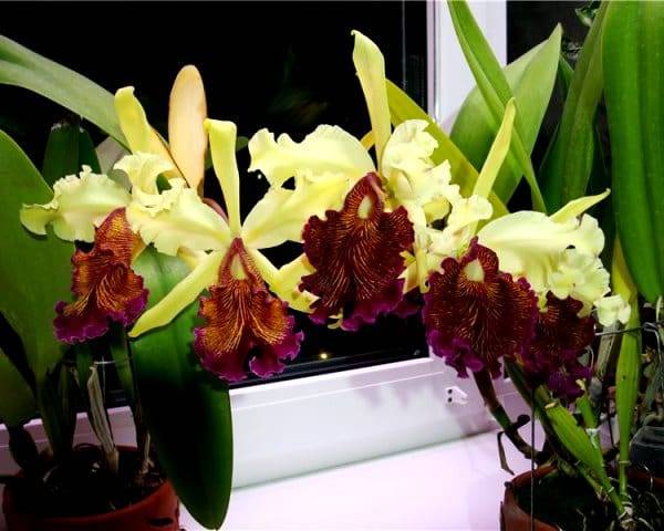 5 главных вопросов и ответов по уходу за орхидеями в комнатных условиях. фото — ботаничка