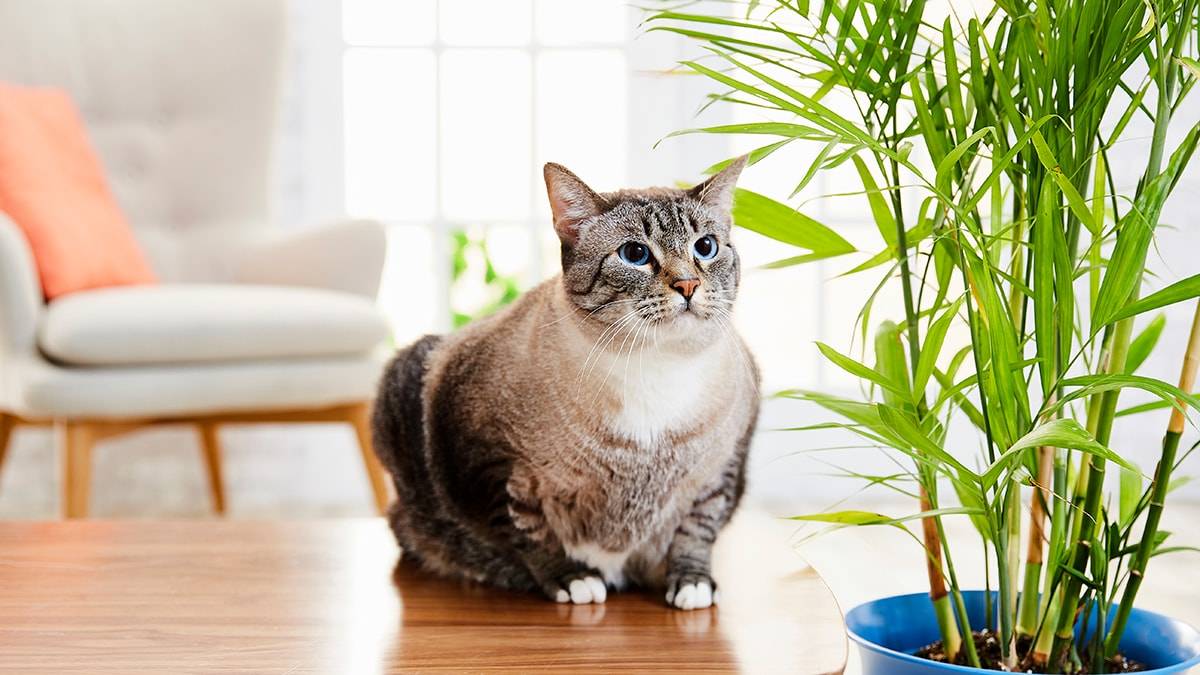 Кошачья пальма, или какие комнатные растения безвредны для животных