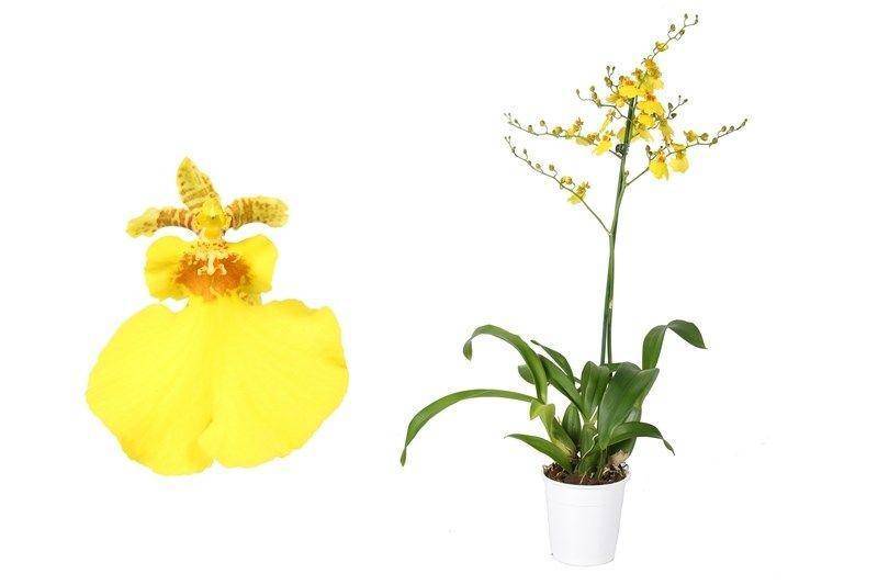 Орхидеия онцидиум, твинкл, желтый и другие виды семейства: варианты ухода