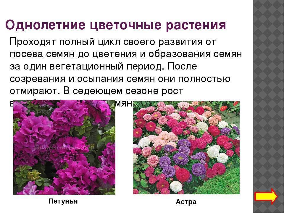 Матиола розовая (ночная фиалка) - 10 фото цветов: посадка и уход, выращивание из семян - roza-i-fialka.ru