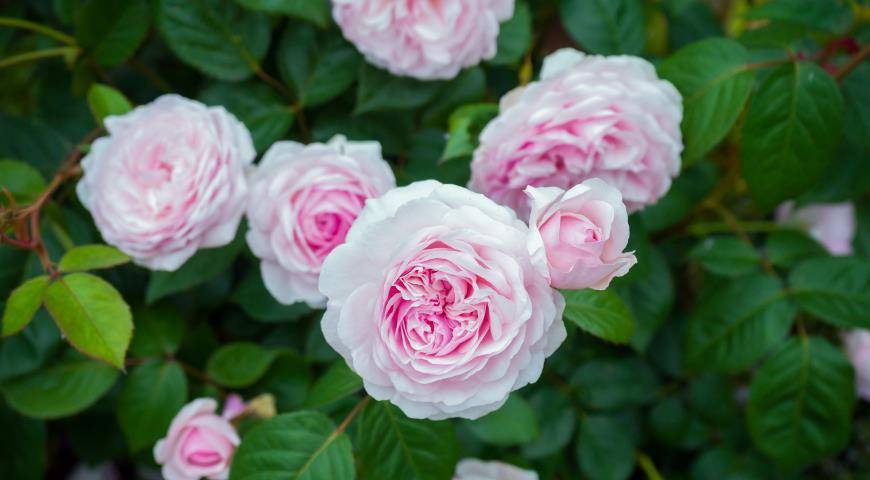 10 лучших морозоустойчивых сортов роз для подмосковья