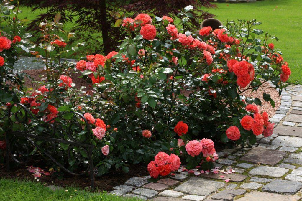 Выращивание морозостойкой розы сорта братья гримм: как посадить и ухаживать