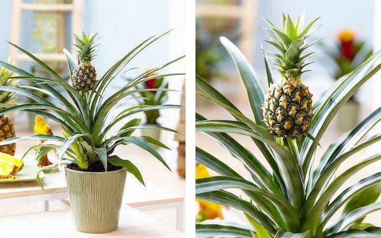 Как выращивают ананасы в домашних условиях: способы с описанием - sadovnikam.ru