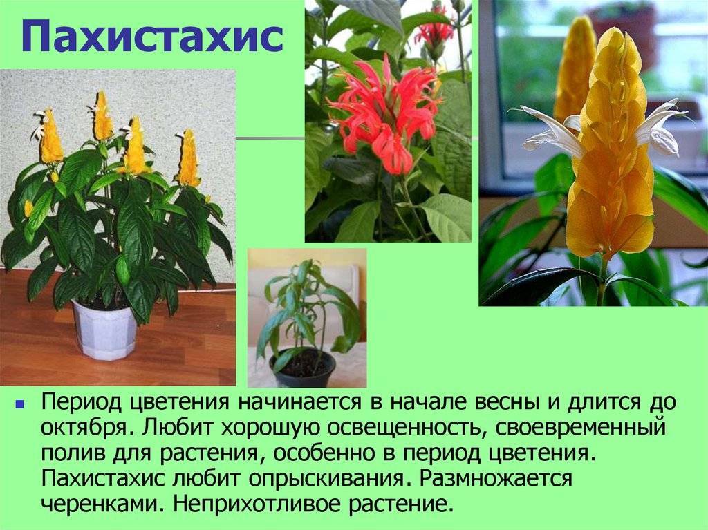 Пахистахис — уход в домашних условиях и размножение цветка