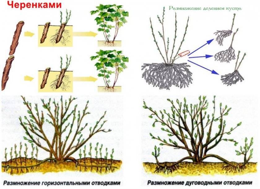 Размножение отводками садовых деревьев и кустарников
