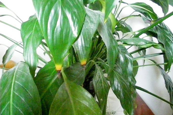 Спатифиллум - уход за растением - как ухаживать за цветами женское счастье - советы от специалистов студии фитодизайна флорен