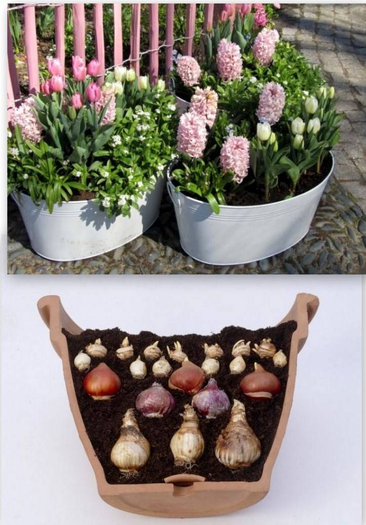 Гладиолусы в горшках: фото, посадка и уход за цветком на улице и дома, как вырастить на балконе