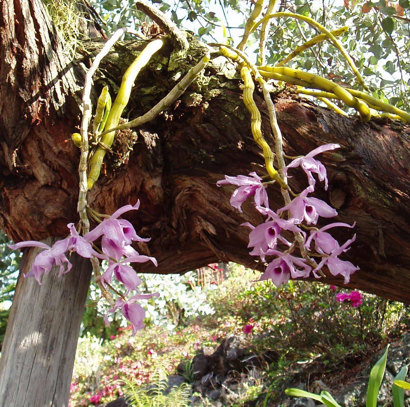 Как и где растут орхидеи в природе + фото