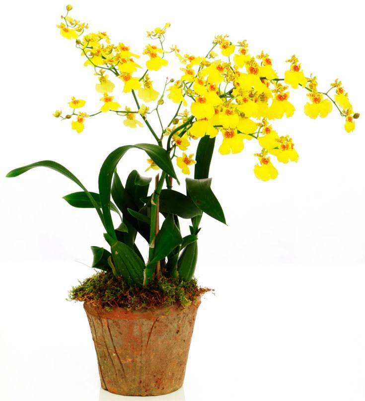 Онцидиум - виды и уход за орхидеей в домашних условиях