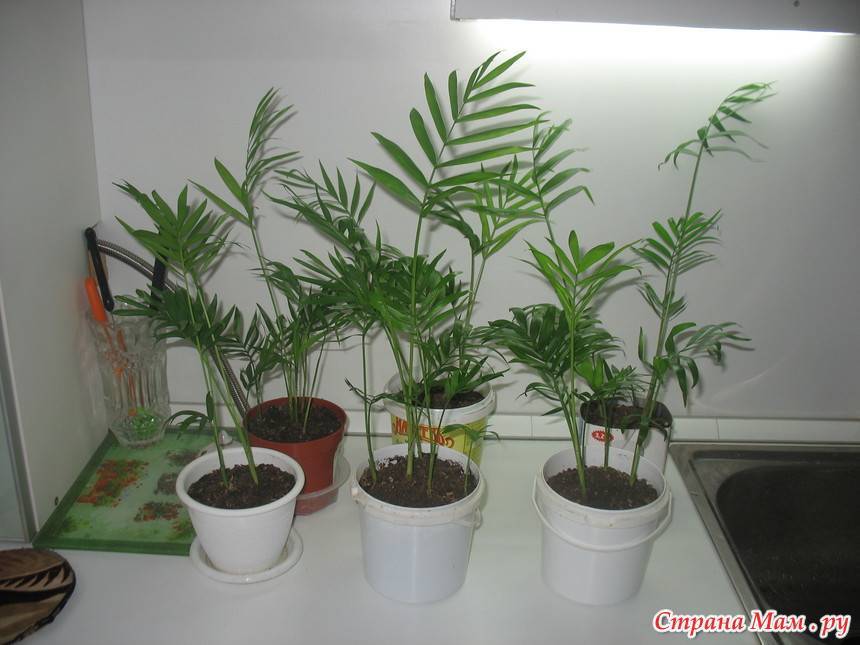 Пальма хамедорея: уход в домашних условиях и посадка