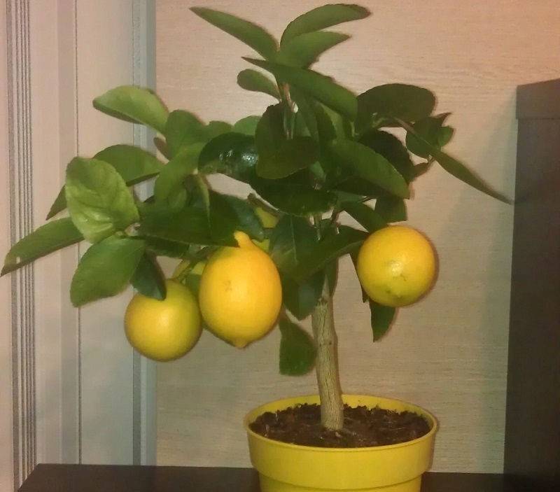 Лимонное дерево в домашних условиях: выращивание и уход