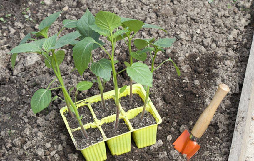 Выращивание физалиса и уход за ним - полная инструкция для садовода