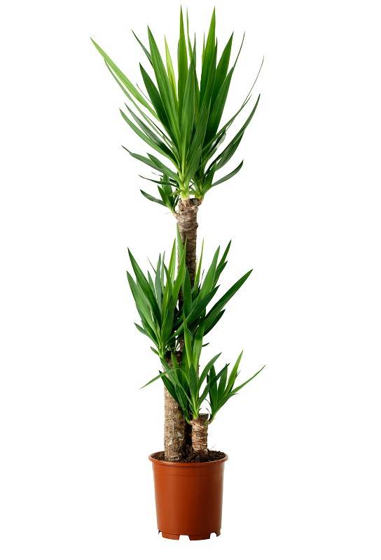 Юкка (yucca). описание, виды и уход за юккой | флористика на "добро есть!"