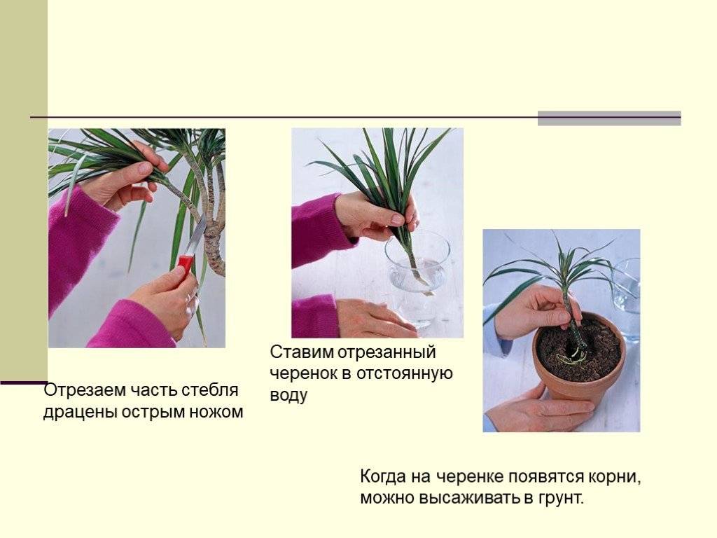 Размножение кротона в домашних условиях. как подготовить помещение и растение для размножения