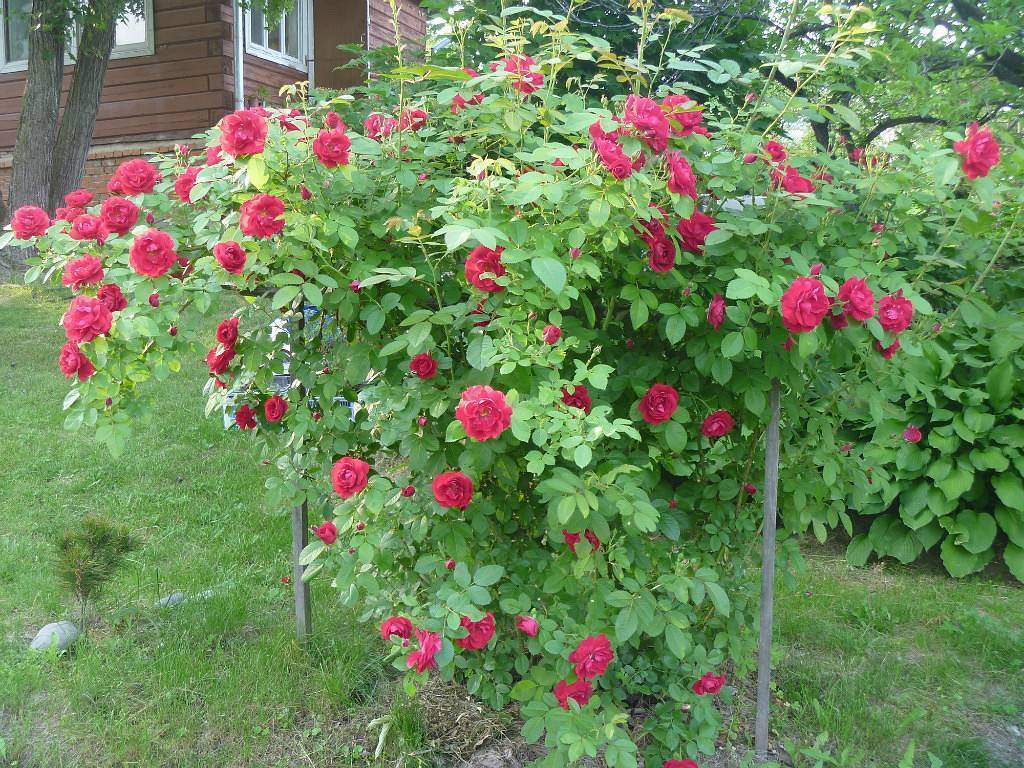 Плетистая роза "фламентанц" (описание сорта, отзывы, уход, посадка, фото)