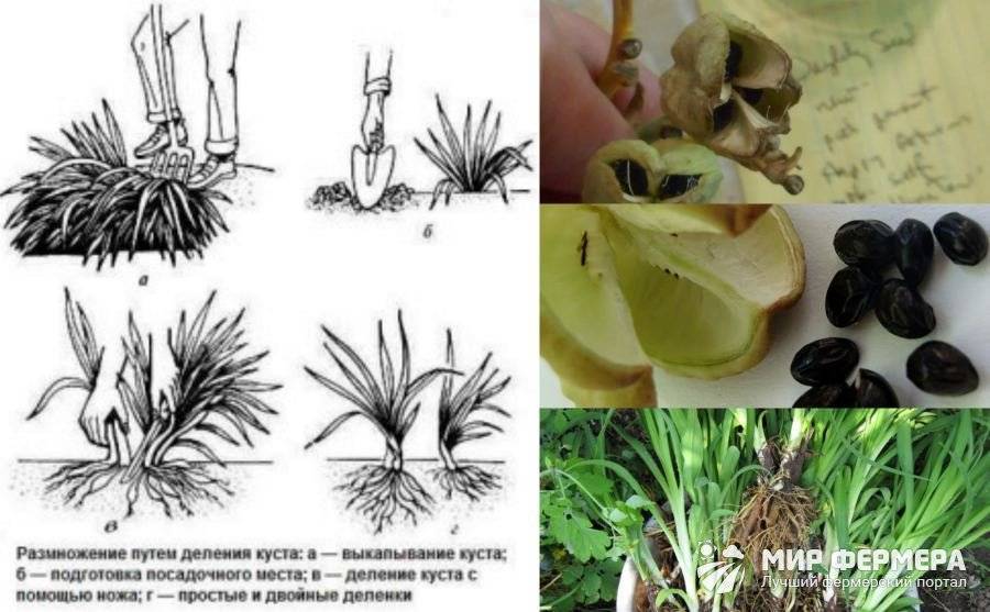 Размножение маргариток: семенами, делением куста и черенками