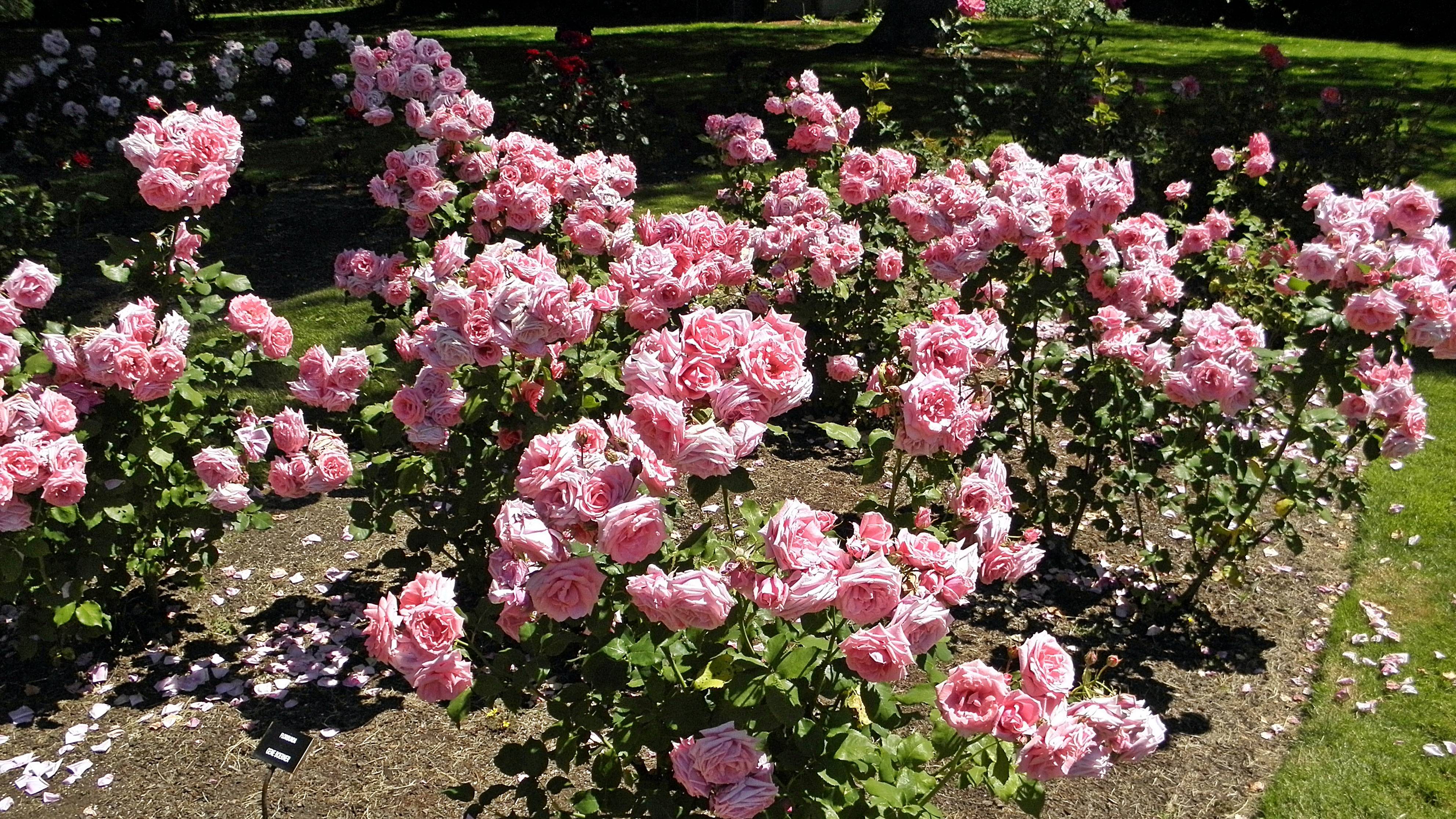 Техника выращивания чайно-гибридной розы мэри энн: посадка и уход за цветком