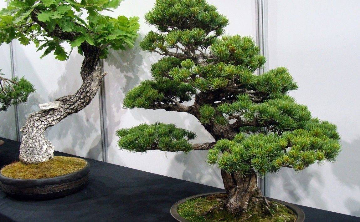 Деревья бонсай: как вырастить бонсай дома, уход за японскими деревьями