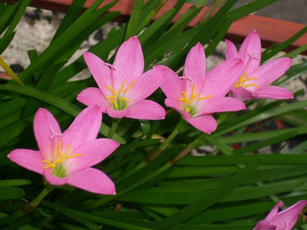 Зефирантес или цветок выскочка, его виды, фото, инструкции по уходу и размножению в домашних условиях