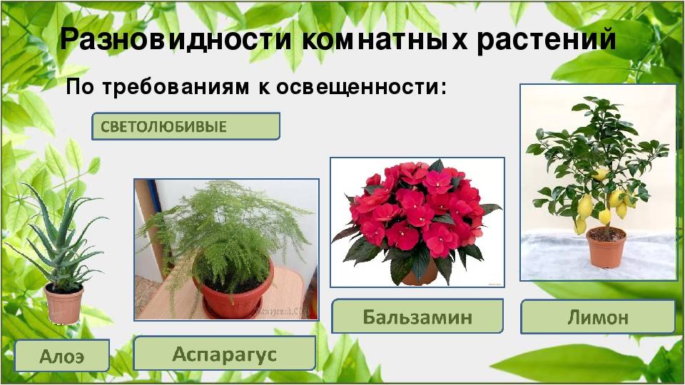 Светолюбивые комнатные растения с названиями и фото