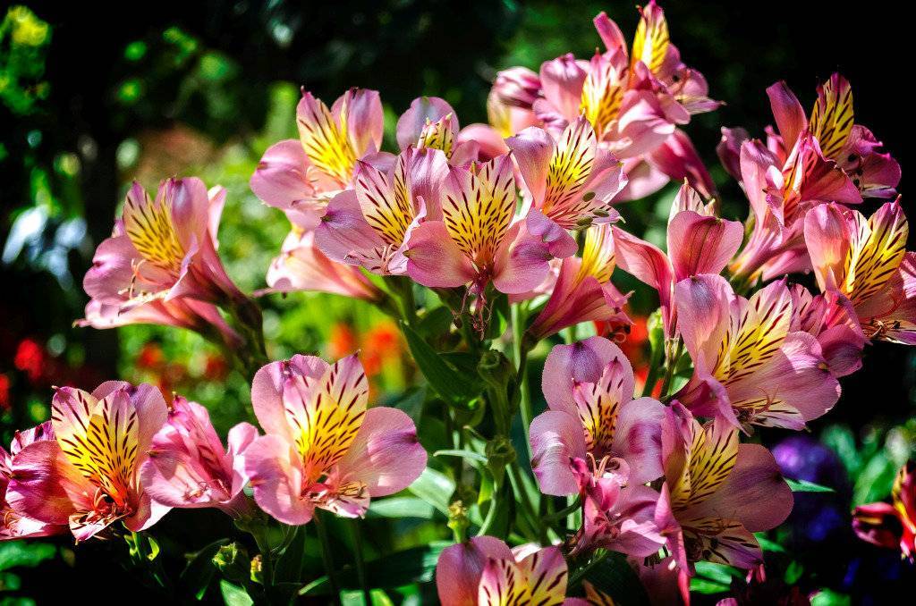 Тропические цветы альстромерия: посадка и уход в открытом грунте, теплице, дома