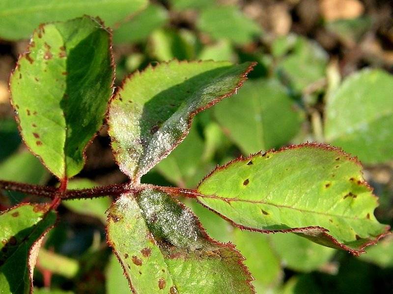 Вредители розы: как бороться с опасными насекомыми, повреждающими цветы