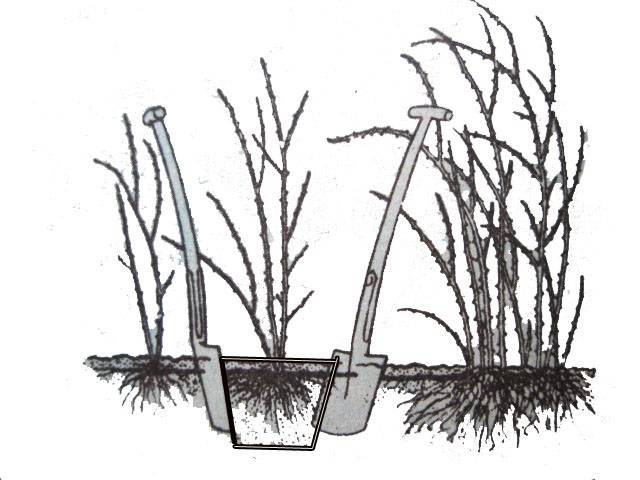 Гортензия: размножение черенками весной, летом и осенью