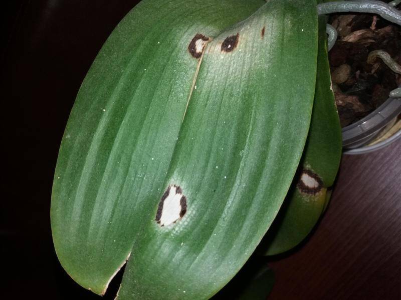 Почему появились черные и белые вредители в цветочных горшках, а также что делать, если в орхидее завелись мошки?
