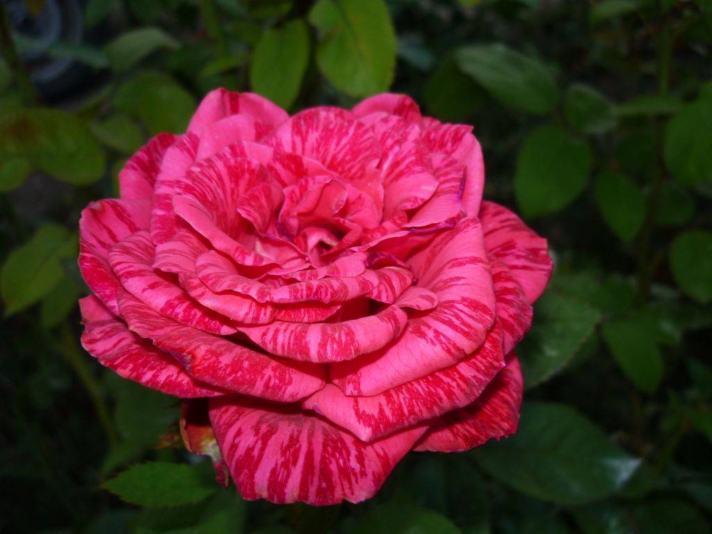Розы пинк интуишн и ред интуишн: описание сортов, особенности ухода, фото, отзывы цветоводов, видео