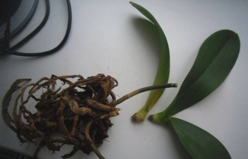Как реанимировать орхидею, если её корни сгнили и листья стали вялыми